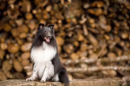 Super eager du Fief Des Petits Crunchis