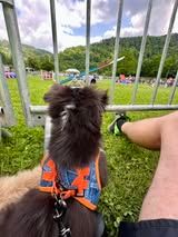 Aerly black panther du Fief Des Petits Crunchis