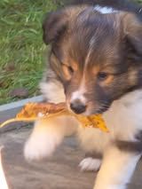 Abracadabra magia du Fief Des Petits Crunchis