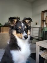 Aslan the black lion du Fief Des Petits Crunchis