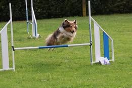 Univers tayko du Fief Des Petits Crunchis