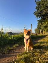 Aslan du Fief Des Petits Crunchis