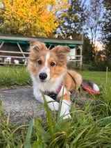 Aslan du Fief Des Petits Crunchis