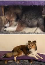 Pepsi du Fief Des Petits Crunchis