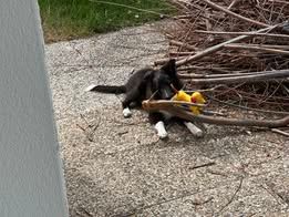 Aerly black panther du Fief Des Petits Crunchis