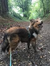 Pepsi du Fief Des Petits Crunchis