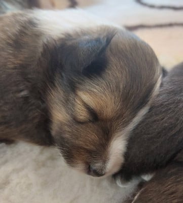 Chiot N°1 - Shetland Sheepdog