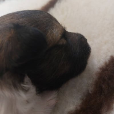 Chiot N°3 - Shetland Sheepdog