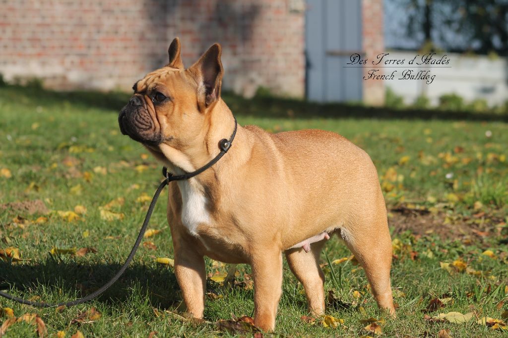 Publication : Des Terres D'Hades Auteur : taeckens justine