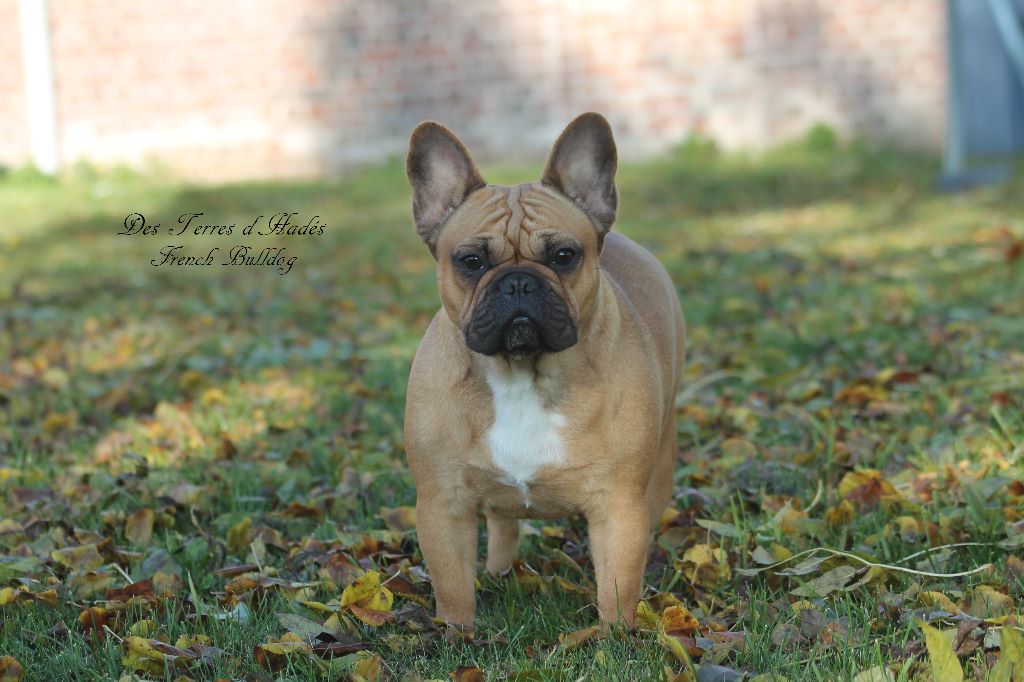 Publication : Des Terres D'Hades Auteur : taeckens justine