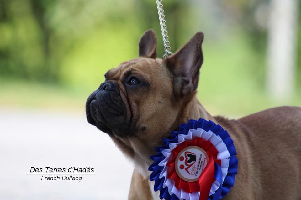 Publication : Des Terres D'Hades Auteur : taeckens justine