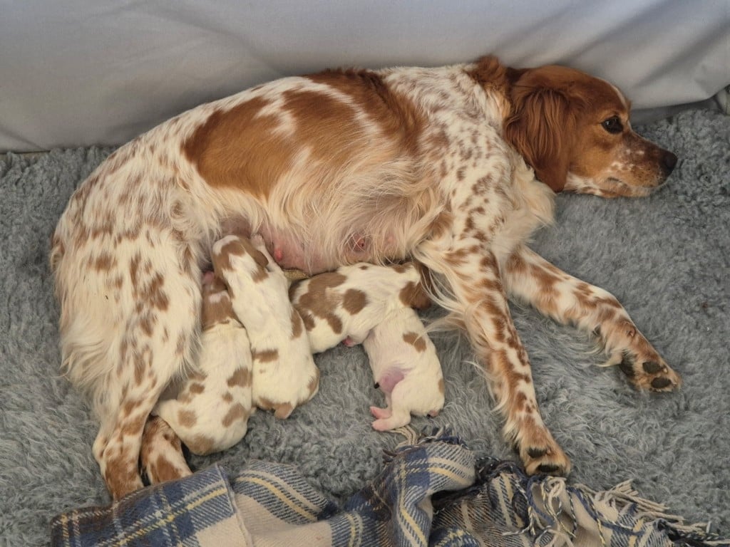 CHIOT 4 - Epagneul Breton