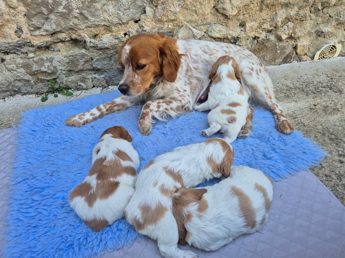 BONNIE - Epagneul Breton