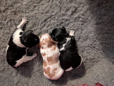 Les chiots de Epagneul Breton