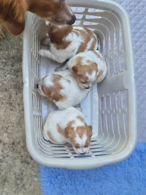 Les chiots de Epagneul Breton