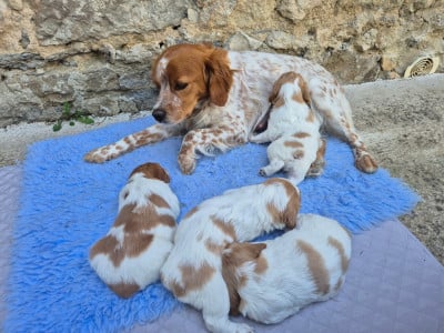 Les chiots de Epagneul Breton