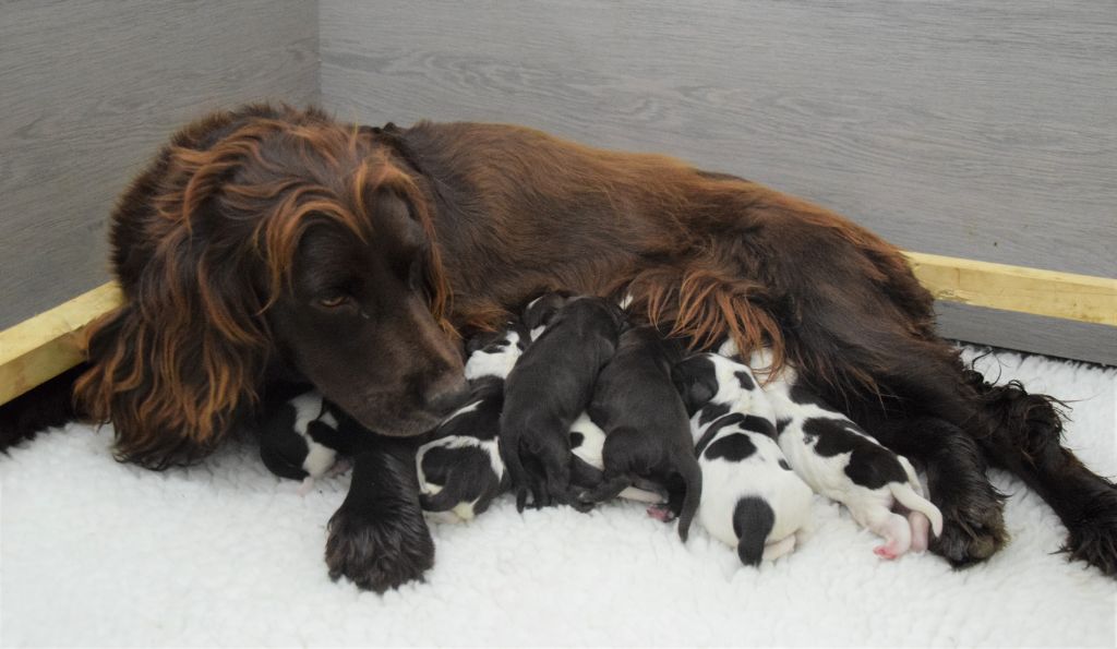 Accueil Elevage Du Val Des Houchis eleveur de chiens Chien dOysel