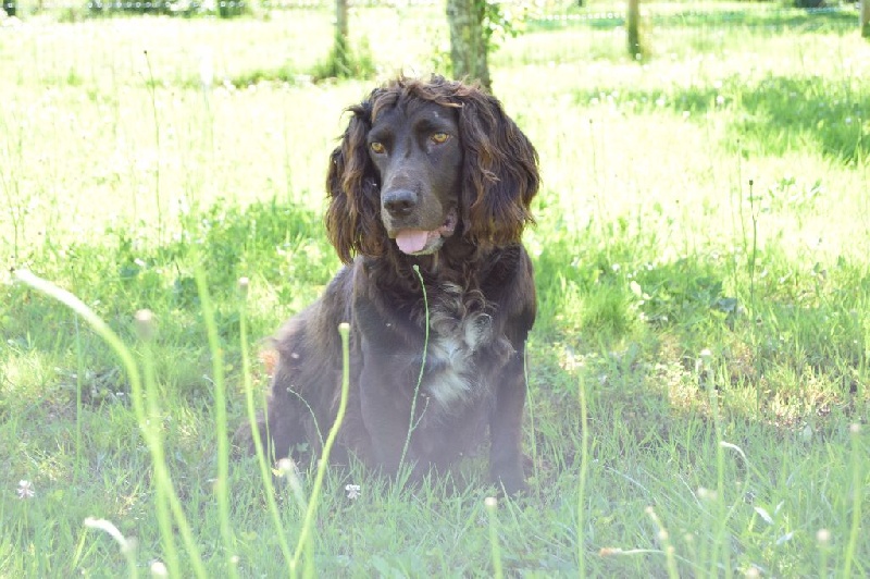 Holly Vom hundegelaüt