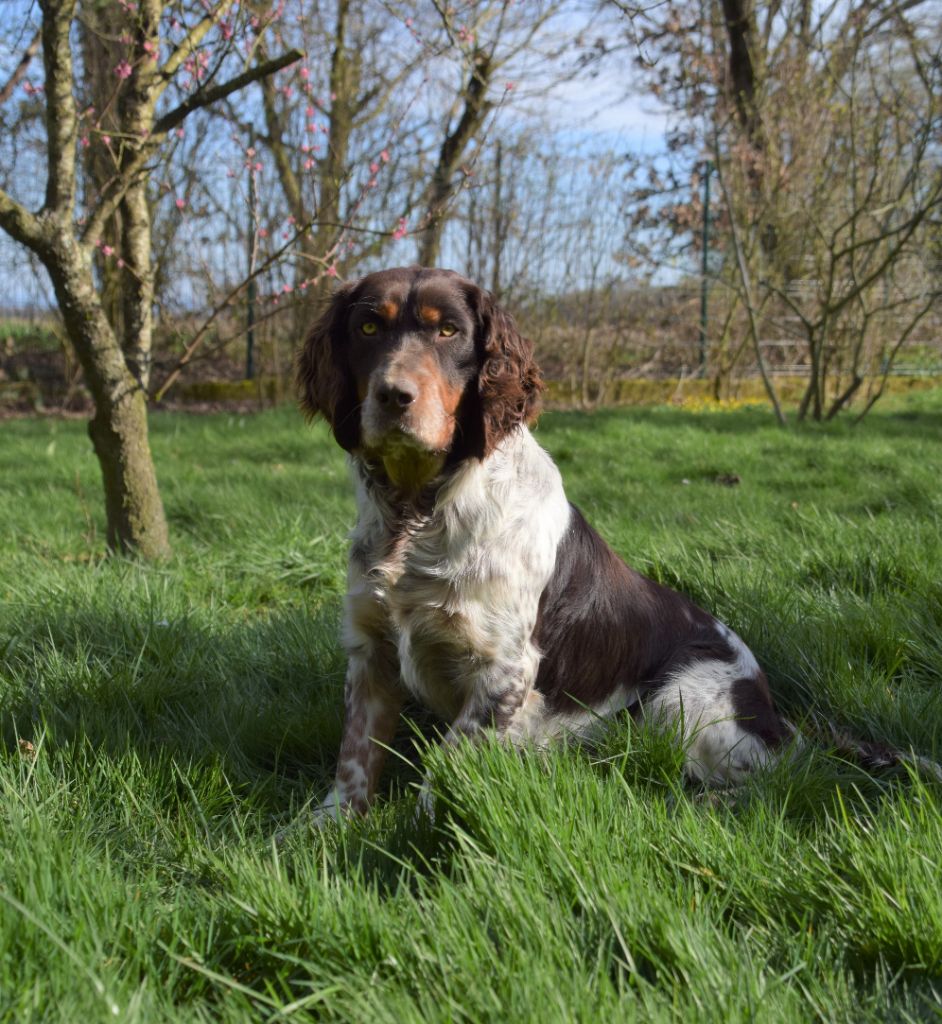 TR. Baloo z grodziskich borow