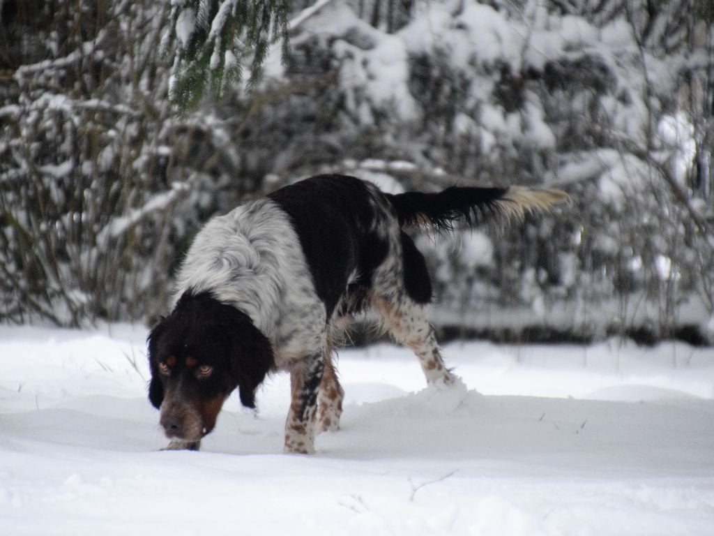 TR. Baloo z grodziskich borow