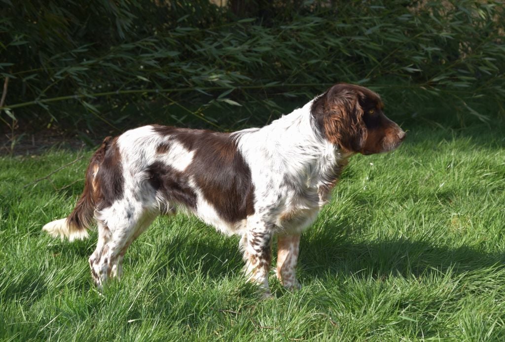 TR. Baloo z grodziskich borow