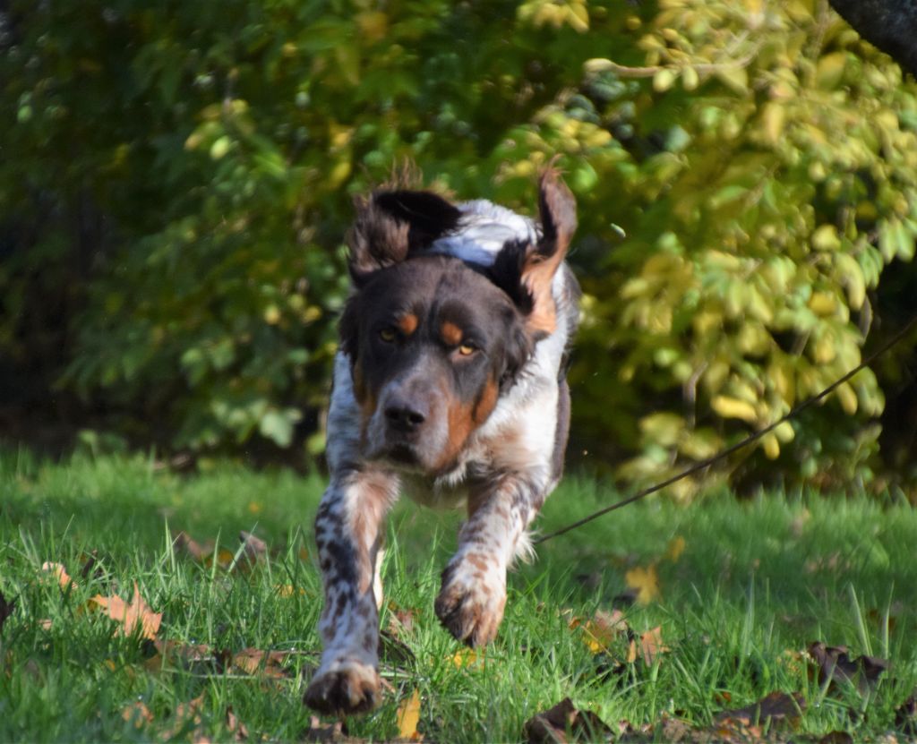 TR. Baloo z grodziskich borow