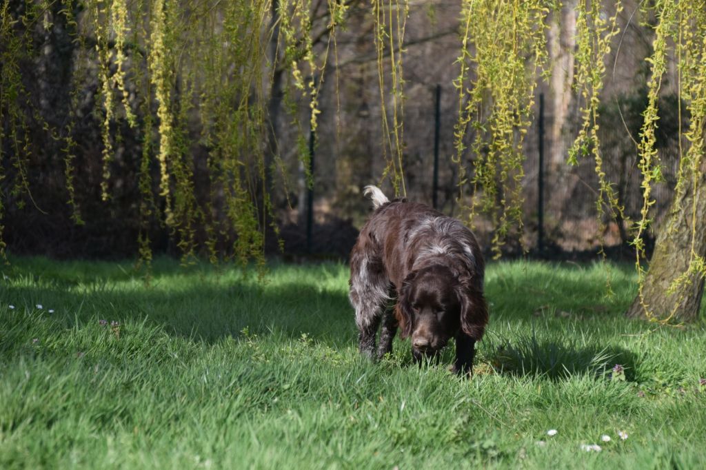 CH. Poker Du Val Des Houchis