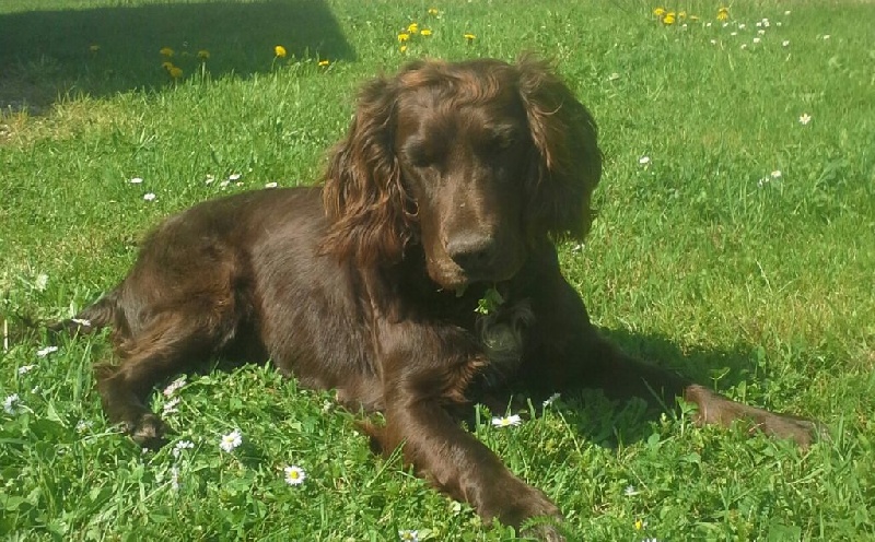 Holly Vom hundegelaüt