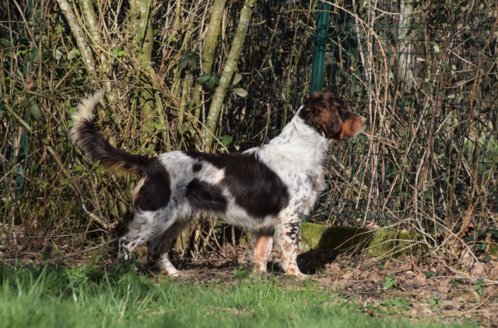 TR. Baloo z grodziskich borow