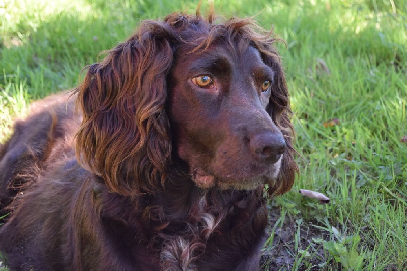 Holly Vom hundegelaüt