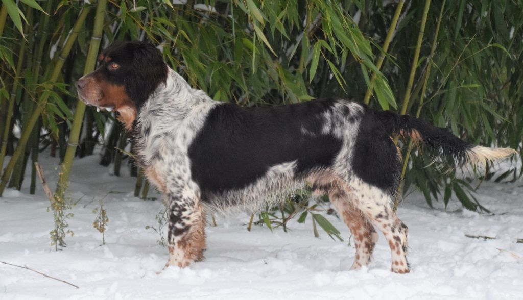 TR. Baloo z grodziskich borow