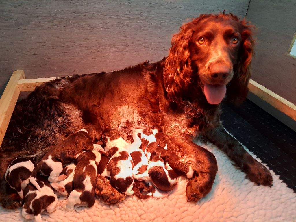 Chiot Elevage Du Val Des Houchis eleveur de chiens Chien dOysel