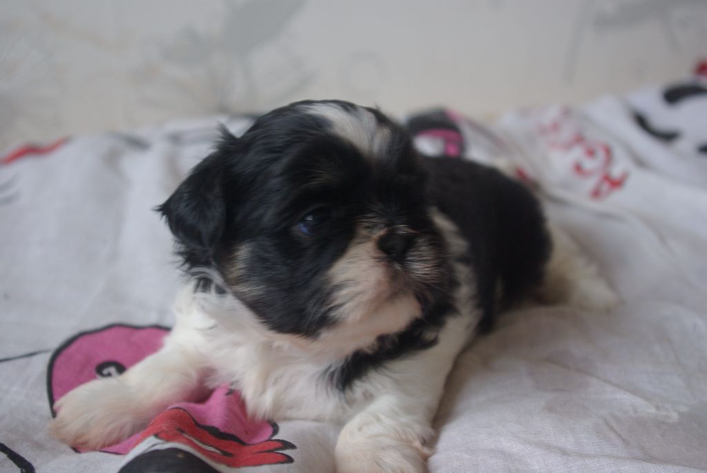 Chiot Elevage Du Chauffe Soleil De Fiefs Eleveur De
