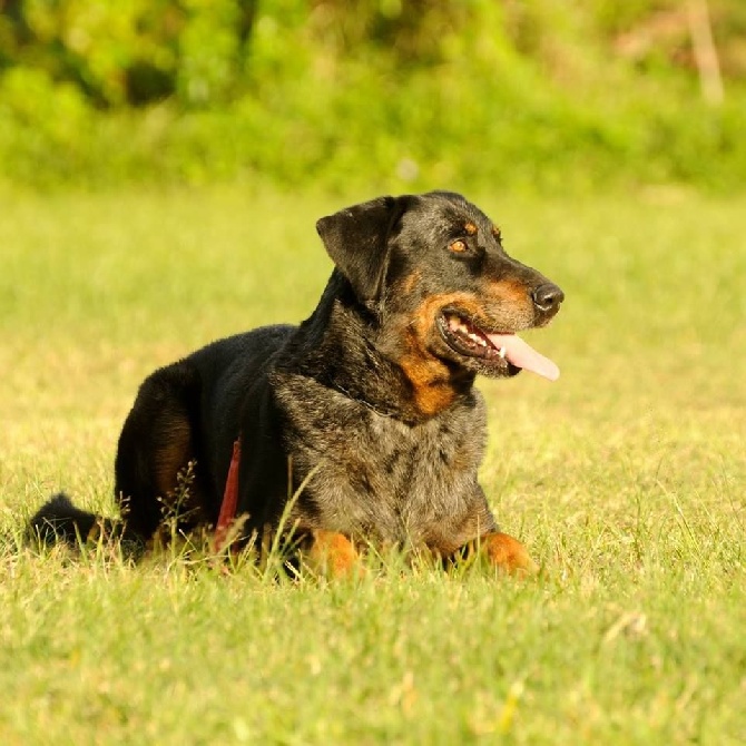 Accueil Elevage des Beaucerons du Cap Jaune eleveur de chiens Berger de Beauce