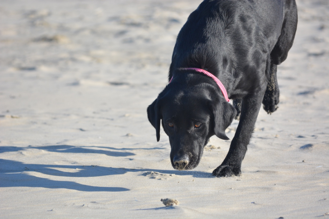 Publication : Des feux d'or