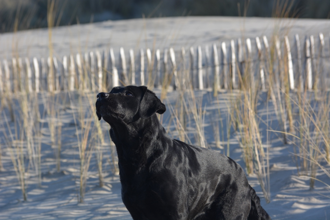 Publication : Des feux d'or