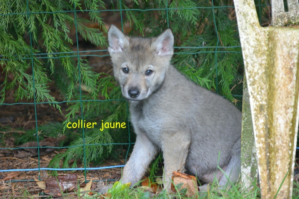 Chiot Chien Loup Tchecoslovaque P Des Feux Dor Collier