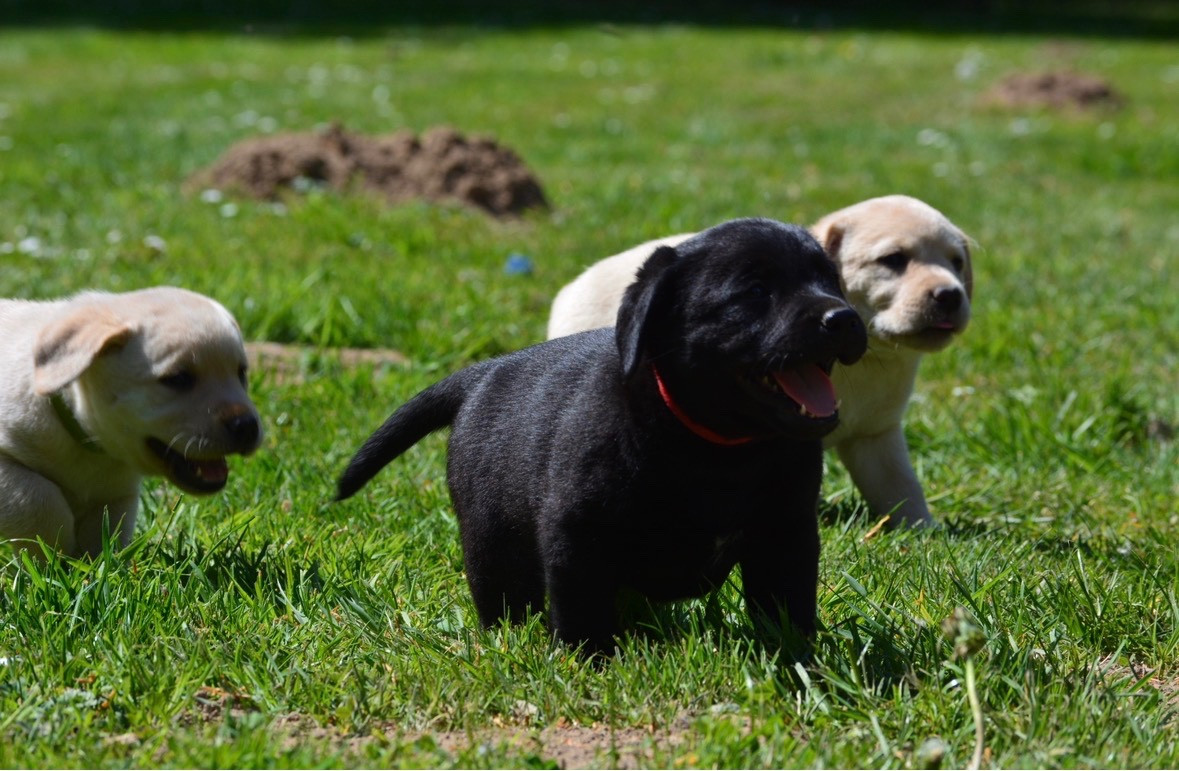 COLLIER ROUGE B DES FEUX D'OR - Labrador Retriever