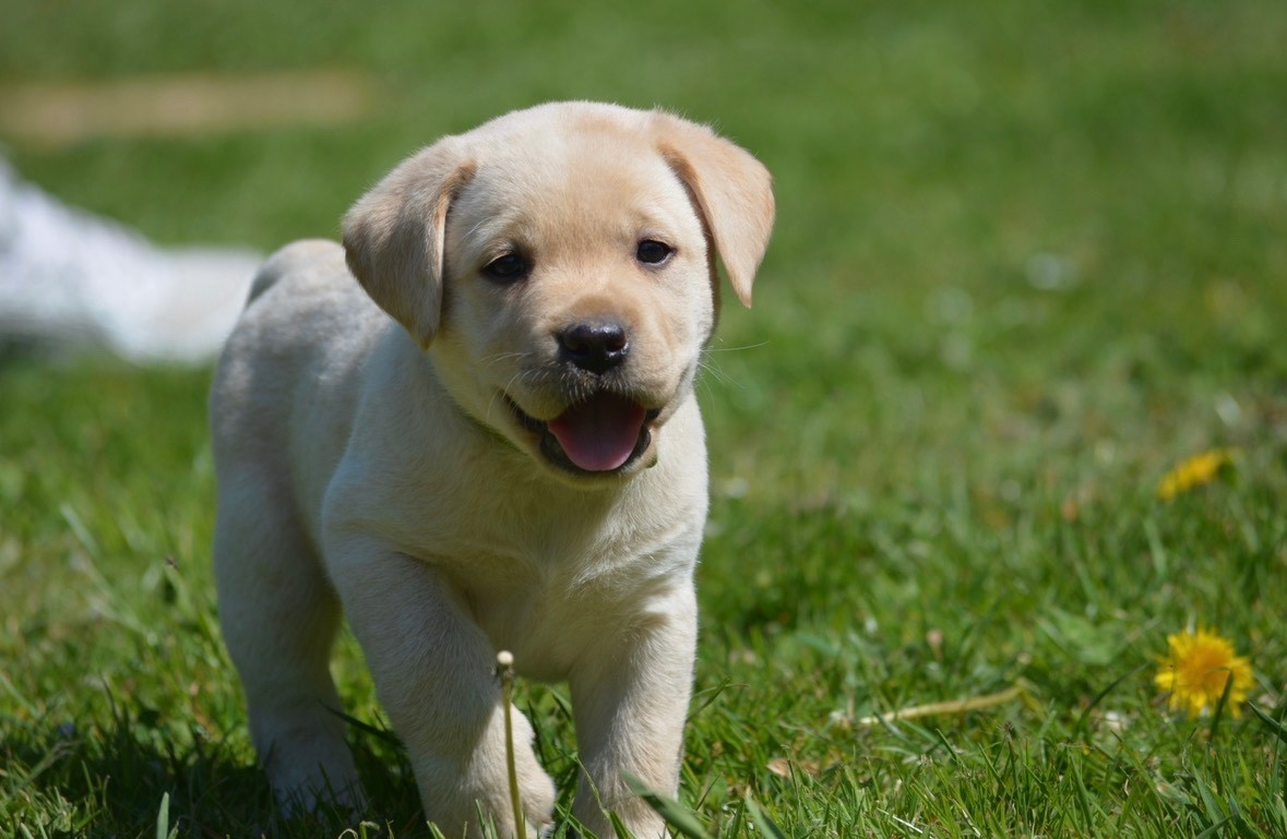 COLLIER VERT B DES FEUX D'OR - Labrador Retriever