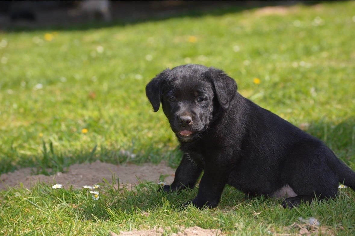 SANS COLLIER B DES FEUX D'OR - Labrador Retriever