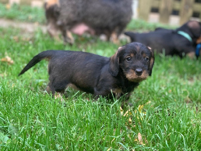 Les chiots de Teckel poil dur