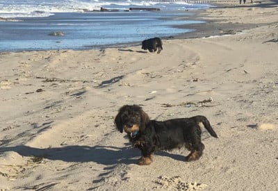 Les chiots de Teckel poil dur