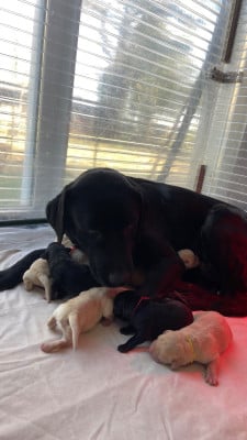 Les chiots de Labrador Retriever
