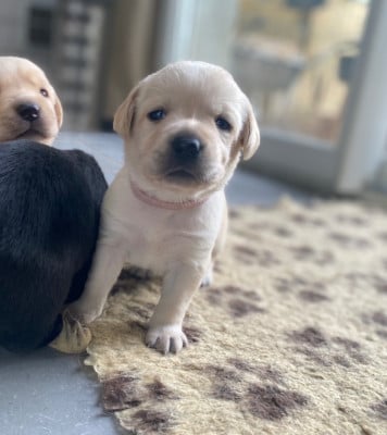 Les chiots de Labrador Retriever