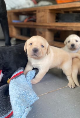 Les chiots de Labrador Retriever
