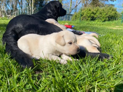 Les chiots de Labrador Retriever