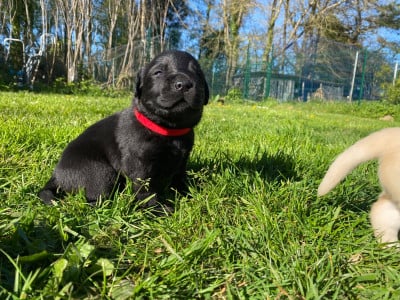 Les chiots de Labrador Retriever
