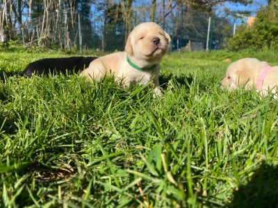 Les chiots de Labrador Retriever