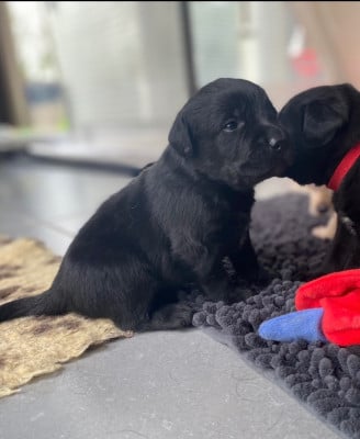 Les chiots de Labrador Retriever