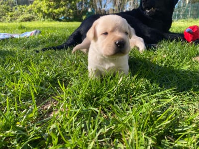 Les chiots de Labrador Retriever